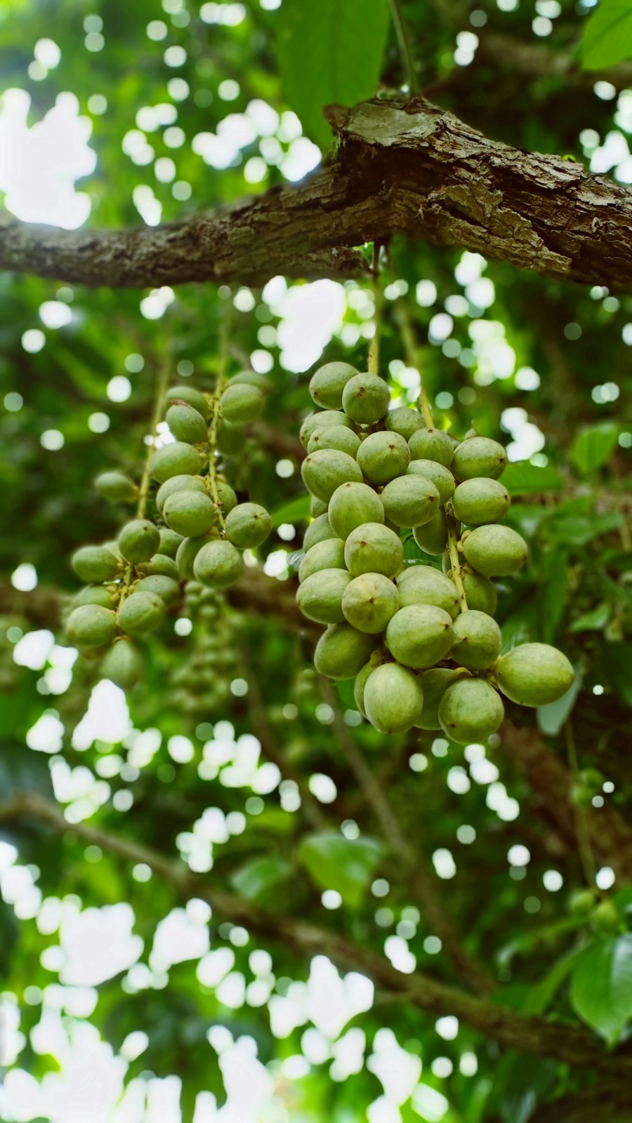 Fruits de l'arbre à karité