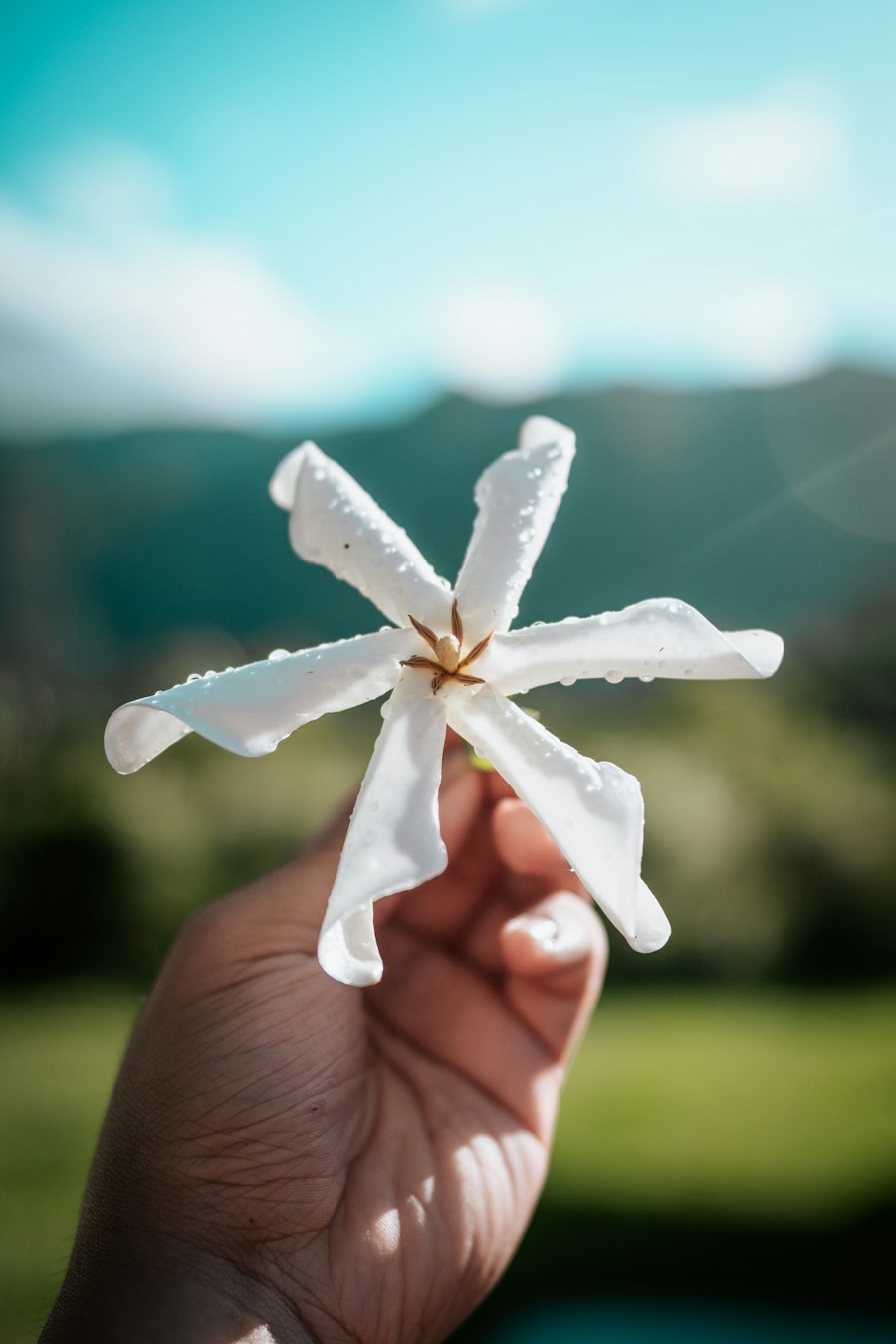 Fleur de tiaré, à l'origine du monoï