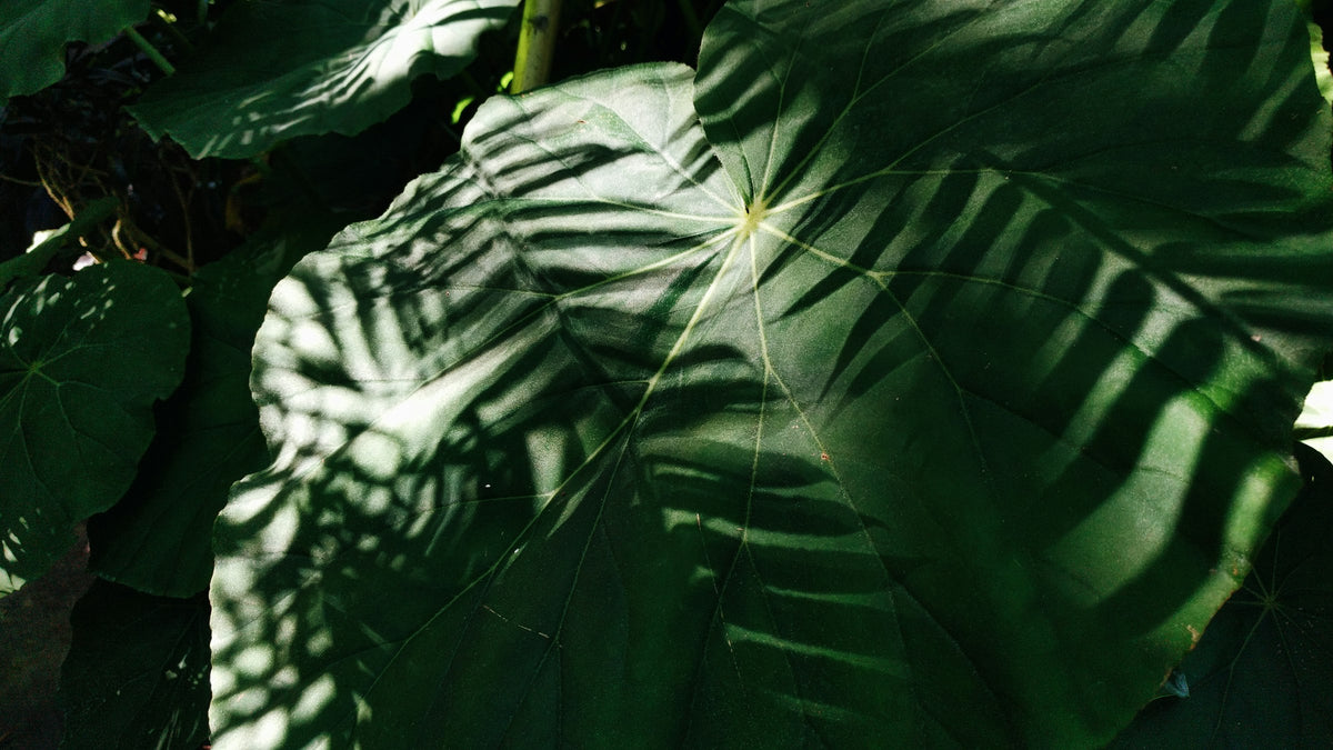 Feuillage sombre et mystique